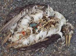 Image result for albatross dead chick