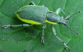 Attēlu rezultāti vaicājumam “Chlorophanus viridis”