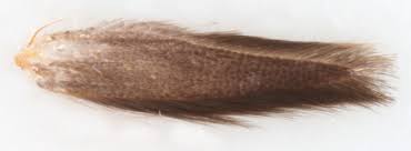 Attēlu rezultāti vaicājumam “Argyresthia pruniella”