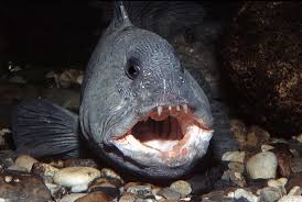 Image result for Anarhichas lupus