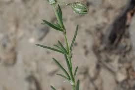 Attēlu rezultāti vaicājumam “Spergularia rubra leaf”