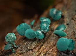 Attēlu rezultāti vaicājumam “Chlorociboria aeruginascens”