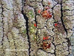 Attēlu rezultāti vaicājumam “Hypocenomyce scalaris”