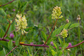 Attēlu rezultāti vaicājumam “Astragalus glycyphyllos leaf”