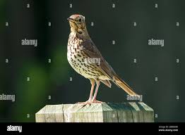 Attēlu rezultāti vaicājumam “Turdus philomelos adult”