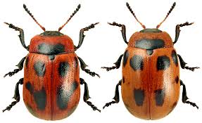 Attēlu rezultāti vaicājumam “Gonioctena viminalis”