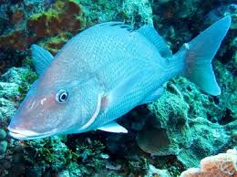 Image result for Haemulon album