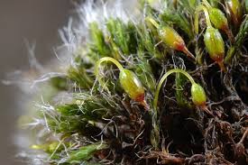 Attēlu rezultāti vaicājumam “Grimmia pulvinata sporophyte”