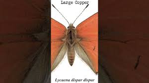 Attēlu rezultāti vaicājumam “Lycaena dispar”