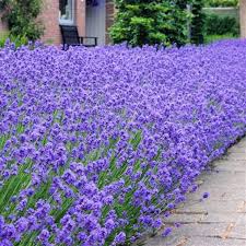 Image result for Lavendel