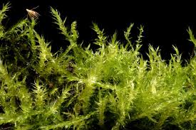 Attēlu rezultāti vaicājumam “Campylium protensum”