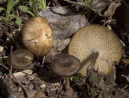 Attēlu rezultāti vaicājumam “Polyporus brumalis”