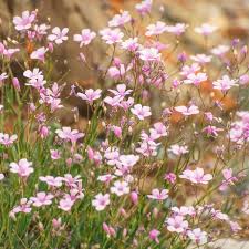 Image result for Gypsophila elegans