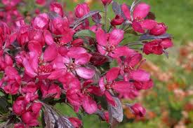 Attēlu rezultāti vaicājumam “Malus purpurea flower”