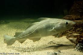 Image result for Gadus morhua