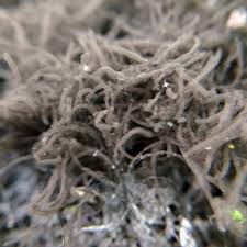 Attēlu rezultāti vaicājumam “Stemonitis axifera stalked”