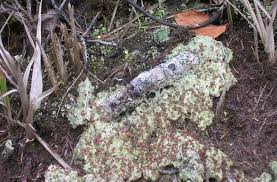 Attēlu rezultāti vaicājumam “Baeomyces rufus”