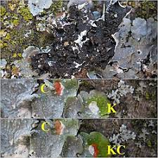 Attēlu rezultāti vaicājumam “Punctelia subrudecta”