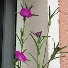 Image result for Agrostemma githago