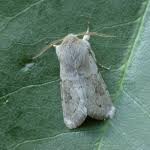 Attēlu rezultāti vaicājumam “Orthosia populeti”