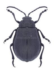 Attēlu rezultāti vaicājumam “Galeruca tanaceti”