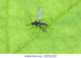 Attēlu rezultāti vaicājumam “Sciaridae”