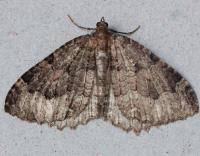 Attēlu rezultāti vaicājumam “Triphosa dubitata”