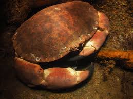 Image result for Cancer pagurus