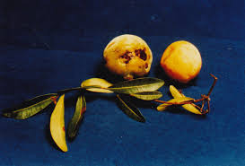 Attēlu rezultāti vaicājumam “Linaria loeselii fruit”