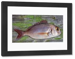 Image result for Lutjanus campechanus