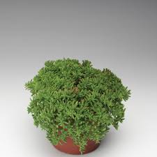 Image result for Sedum album `Coral Carpet`