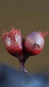 Attēlu rezultāti vaicājumam “Lycogala conicum young”