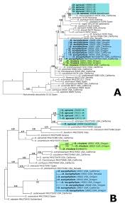 Attēlu rezultāti vaicājumam “Orthotrichum cupulatum var. riparium sporophyte”