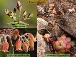 Attēlu rezultāti vaicājumam “Crassulaceae”