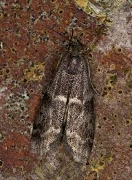 Attēlu rezultāti vaicājumam “Apomyelois bistriatella”