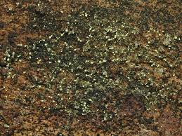 Attēlu rezultāti vaicājumam “Chaenotheca brachypoda”