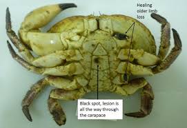 Image result for Cancer pagurus