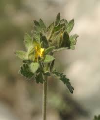 Attēlu rezultāti vaicājumam “Potentilla arenaria bud”