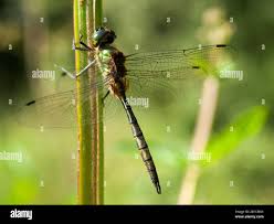 Attēlu rezultāti vaicājumam “Somatochlora flavomaculata”