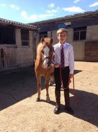 Image result for South Weylands Equestrian