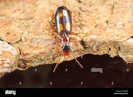 Attēlu rezultāti vaicājumam “Calodromius spilotus”