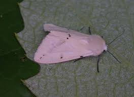 Attēlu rezultāti vaicājumam “Spilosoma lutea”