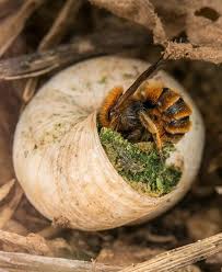 Attēlu rezultāti vaicājumam “Osmia bicolor”