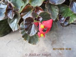 Image result for Begonia cucullata var. Hookeri