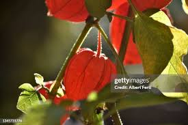 Image result for Lampionblume