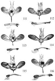 Attēlu rezultāti vaicājumam “Ypsolopha asperella”