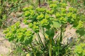Attēlu rezultāti vaicājumam “Euphorbia helioscopia leaf”
