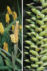 Attēlu rezultāti vaicājumam “Carex acutiformis flower”