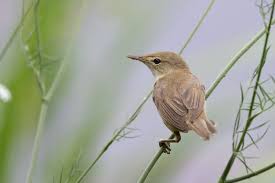 Image result for Sylvia sarda