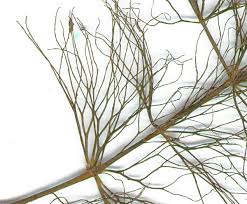 Attēlu rezultāti vaicājumam “Ceratophyllum submersum”